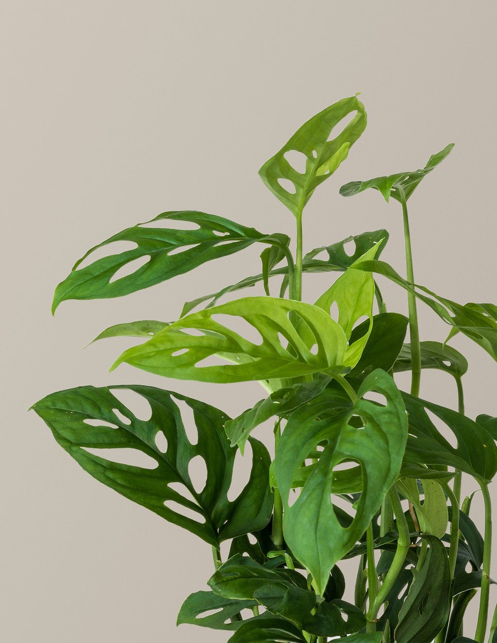 Monstera Esqueleto