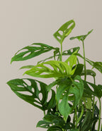 Monstera Esqueleto
