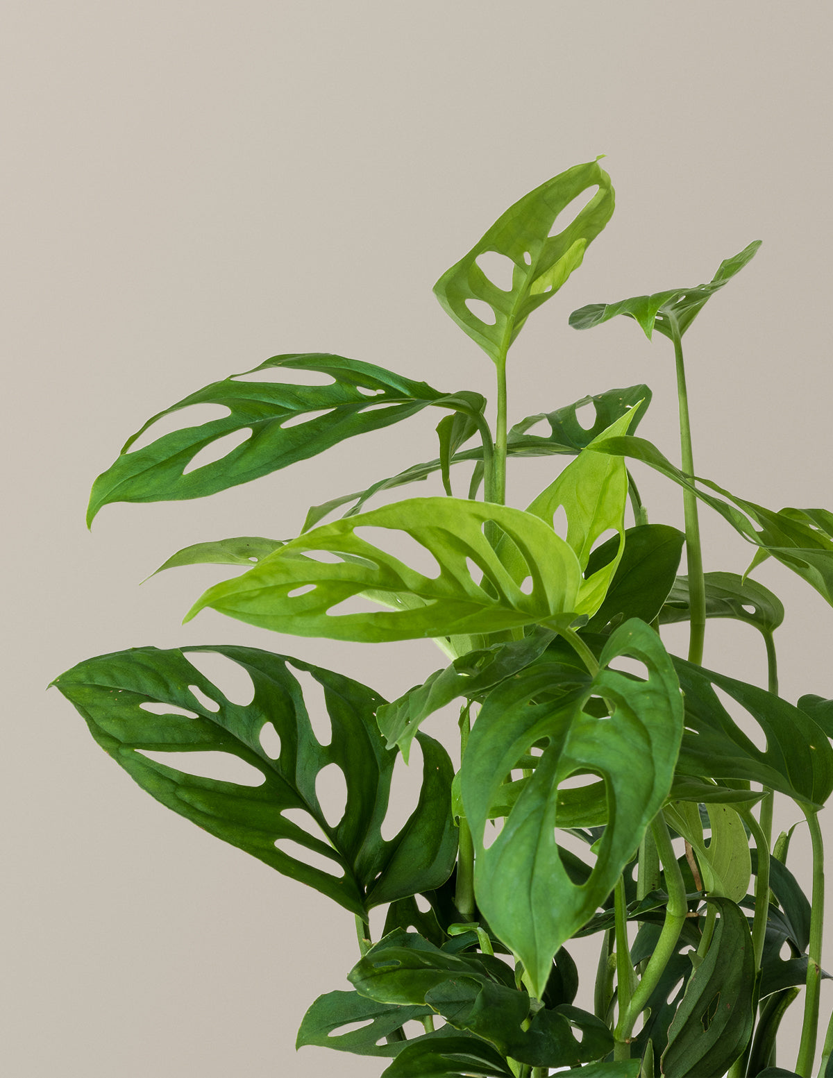 Monstera Esqueleto Skeleton Plant