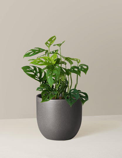 Monstera Esqueleto Skeleton Plant
