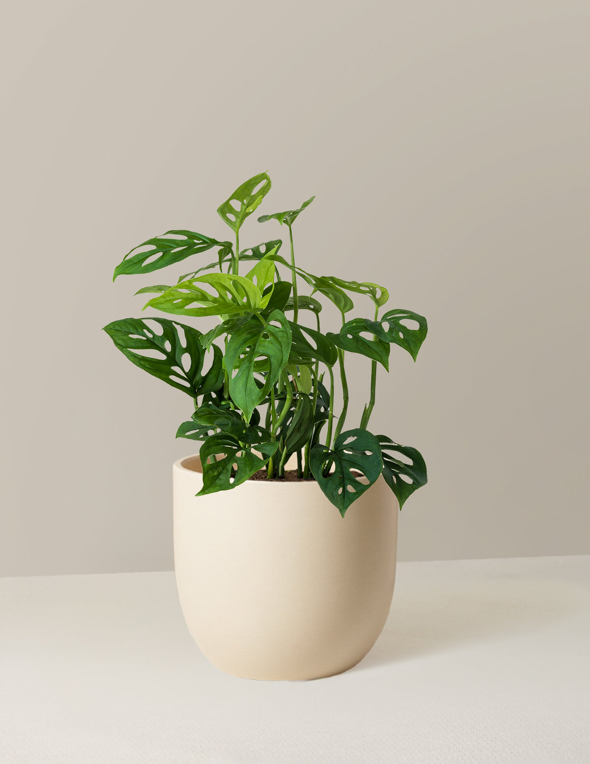 Monstera Esqueleto Skeleton Plant