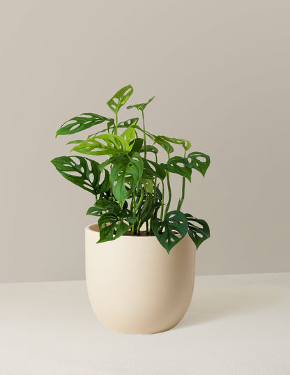 Monstera Esqueleto Skeleton Plant