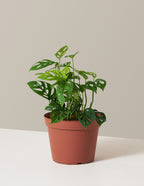 bundle | Medium | Grow Pot