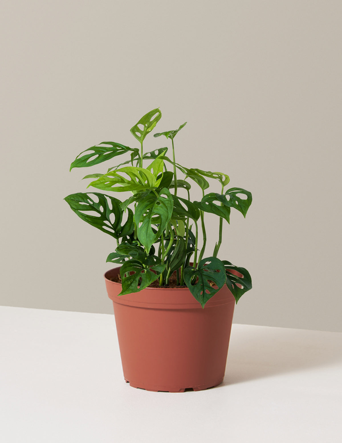 Monstera Esqueleto Skeleton Plant