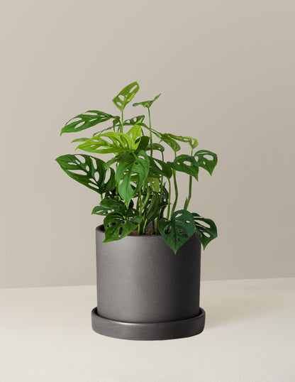 Monstera Esqueleto Skeleton Plant