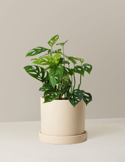 Monstera Esqueleto Skeleton Plant