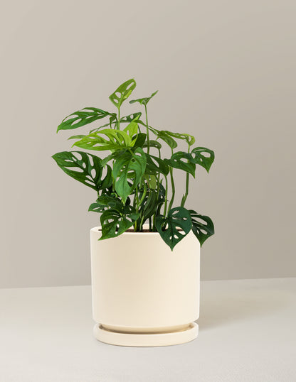 Monstera Esqueleto Skeleton Plant
