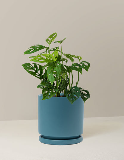 Monstera Esqueleto Skeleton Plant