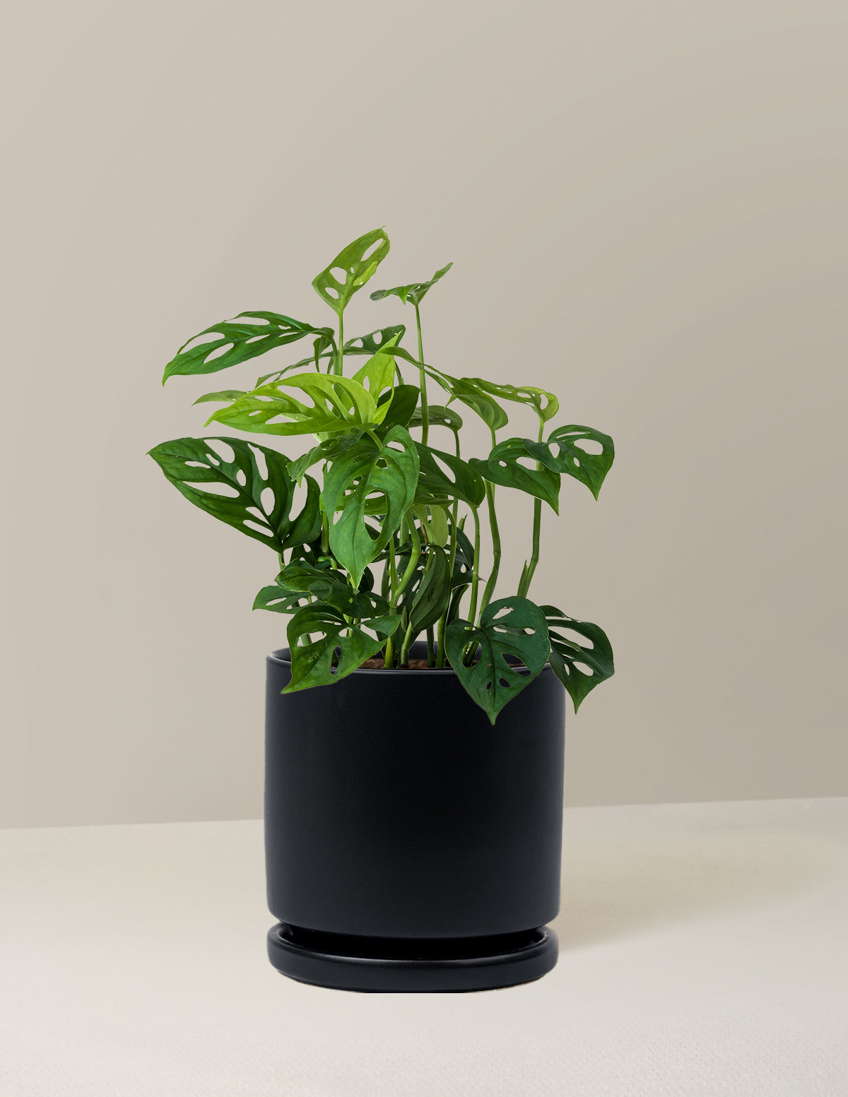 Monstera Esqueleto Skeleton Plant