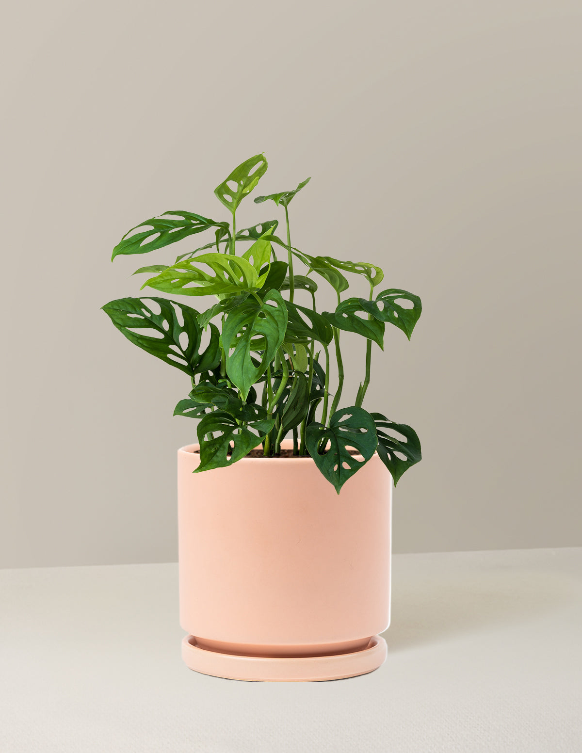 Monstera Esqueleto Skeleton Plant