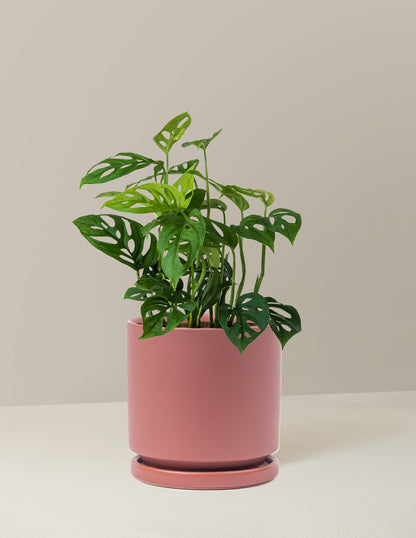 Monstera Esqueleto Skeleton Plant