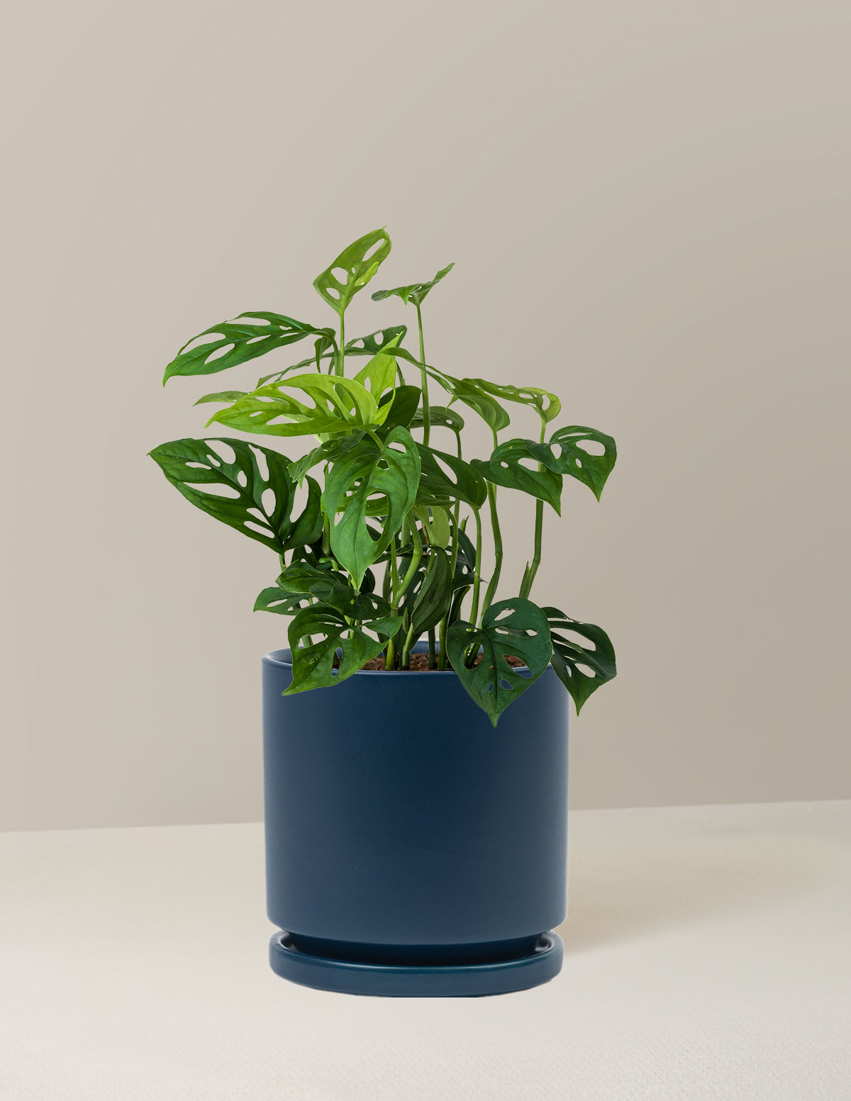 monstera skeleton plant Monstera Esqueleto