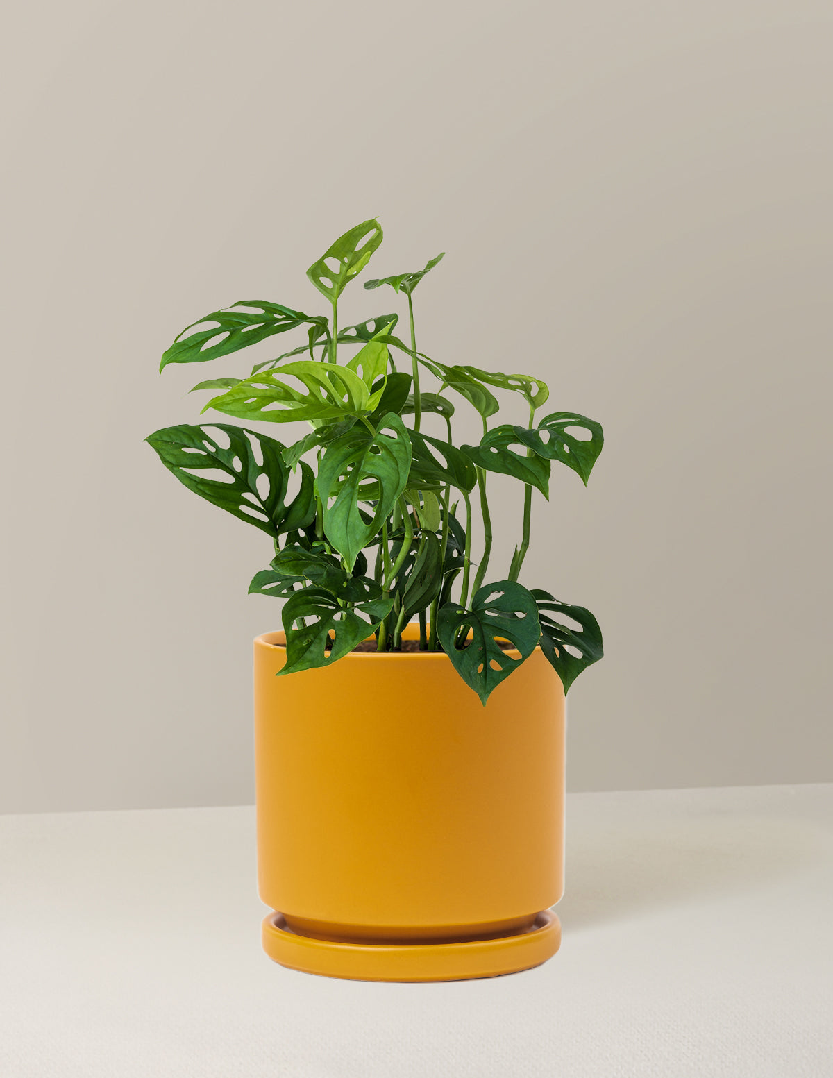 the sill monstera plant Monstera Esqueleto