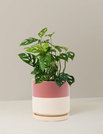 Monstera Esqueleto Skeleton Plant