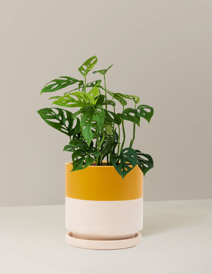 Monstera Esqueleto Skeleton Plant