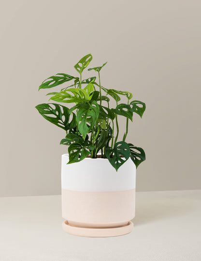 Monstera Esqueleto Skeleton Plant