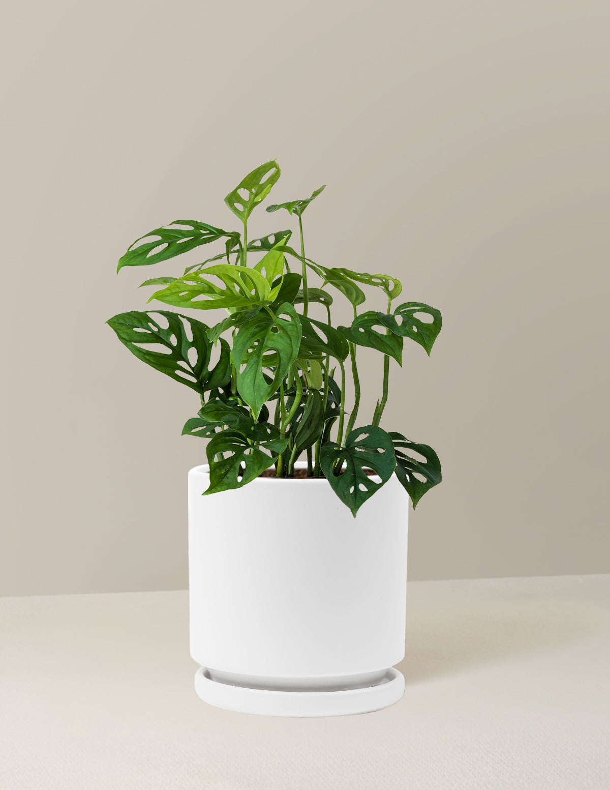 ceramic planter pot with saucer LE TAUCI Ceramic Plant Pots with Drainage Holes & Saucers, 4.5 inch Pl   LETAUCI