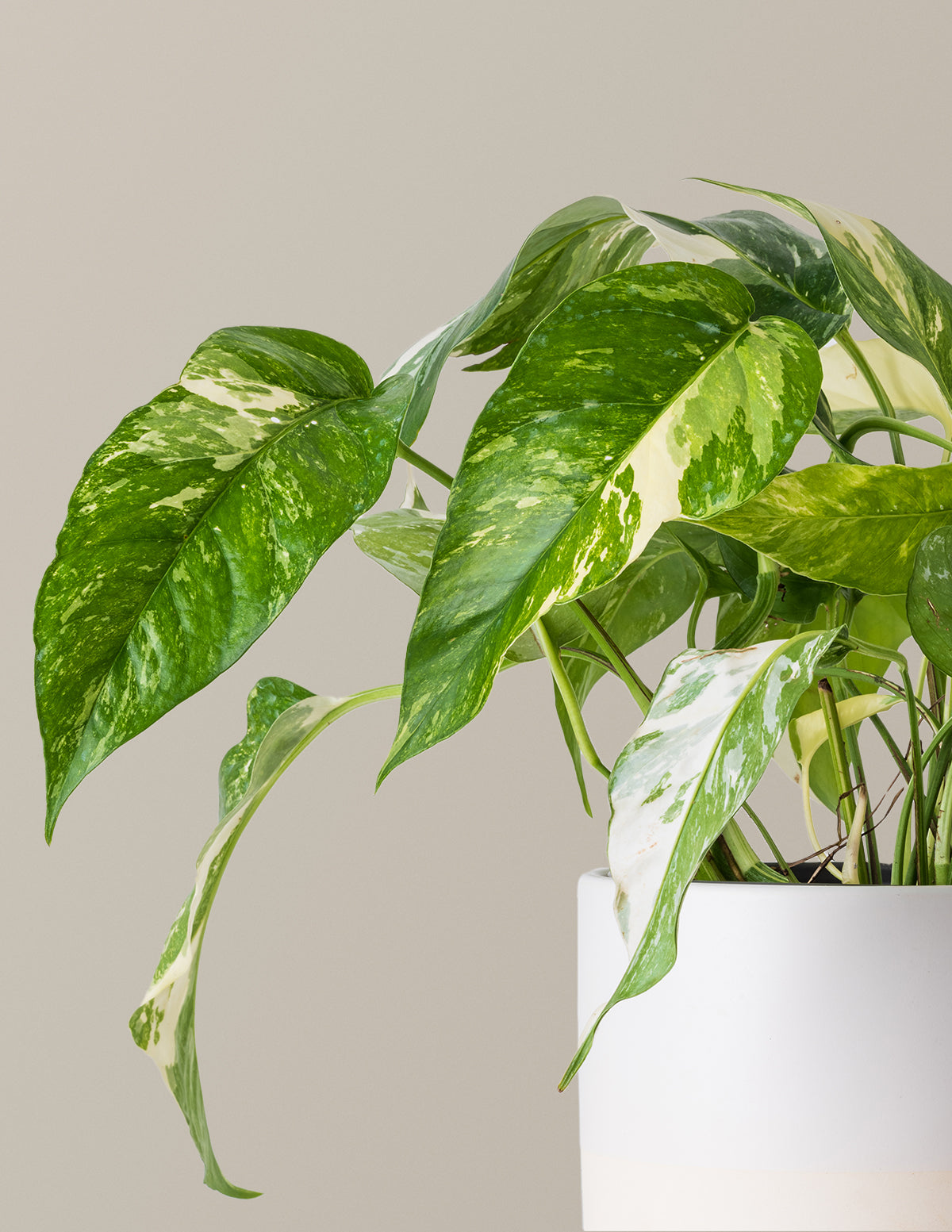 Pothos Albo Variegata | Unique Plants for Delivery
