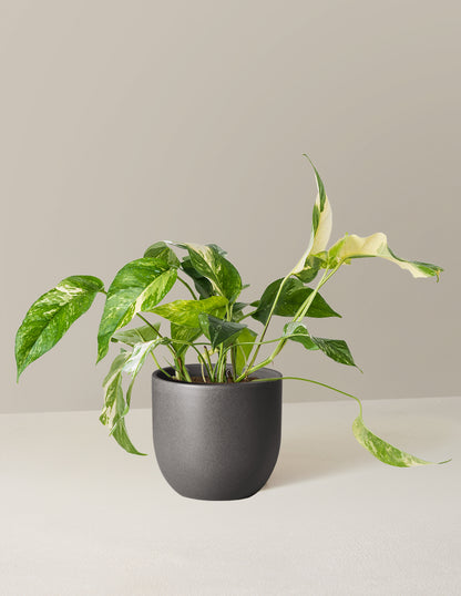 albo philodendron Pothos Albo Variegata | Unique Plants for Delivery