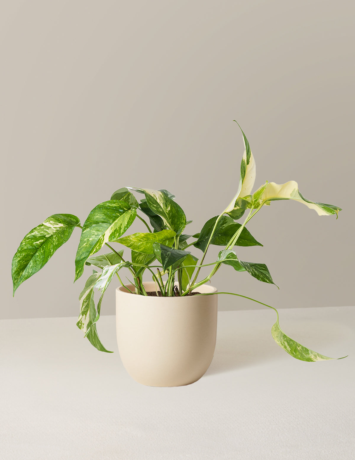 Pothos Albo