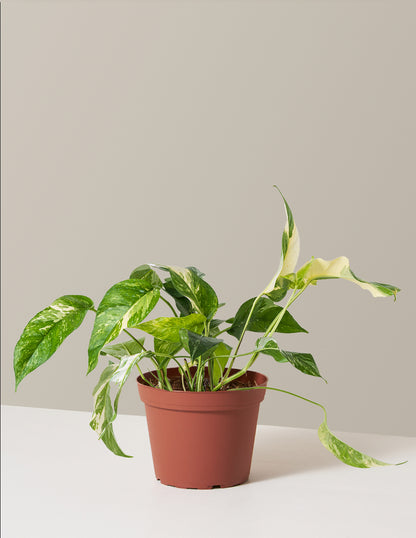 Pothos Albo