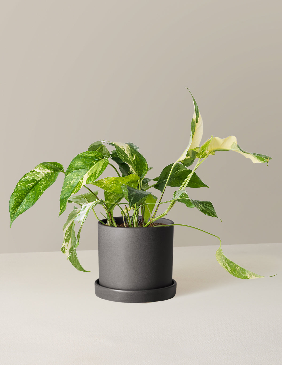 Pothos Albo