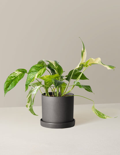 Pothos Albo