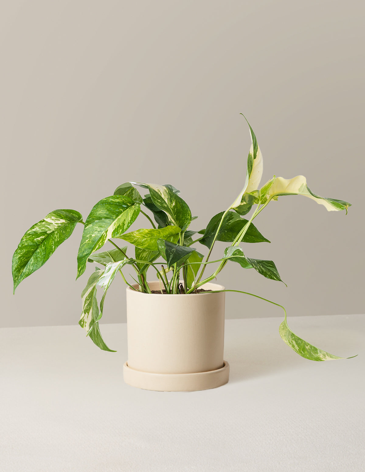Pothos Albo