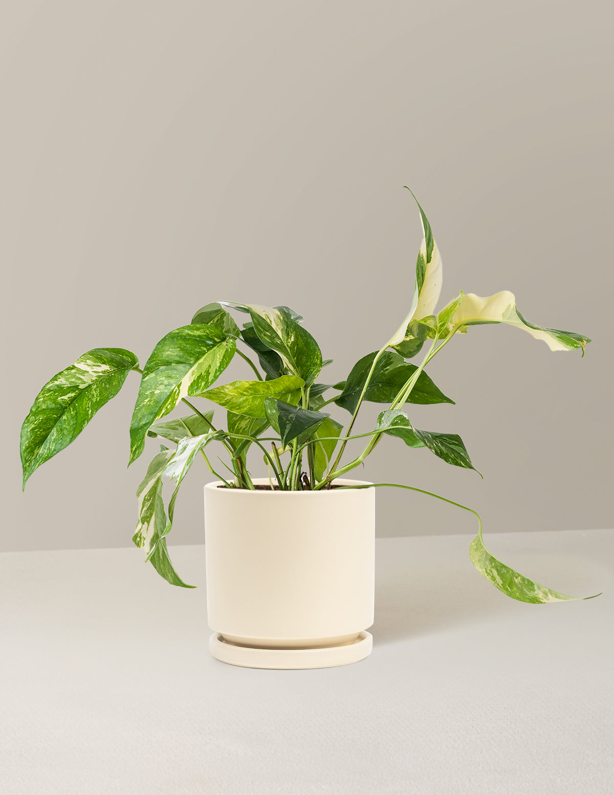 white pothos varieties Pothos Albo Variegata | Unique Plants for Delivery