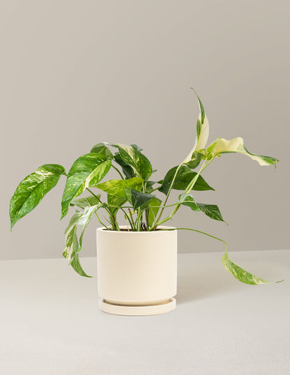 Pothos Albo