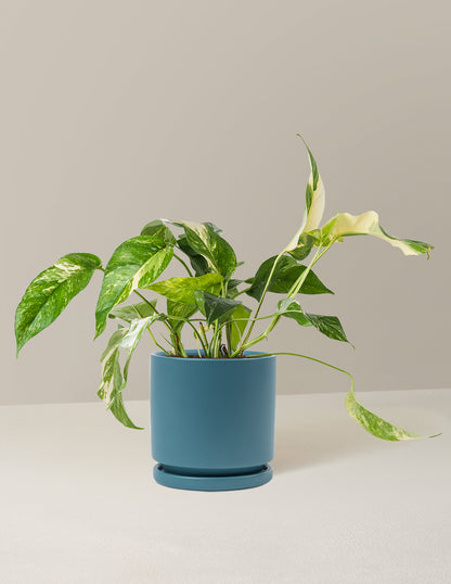 Pothos Albo