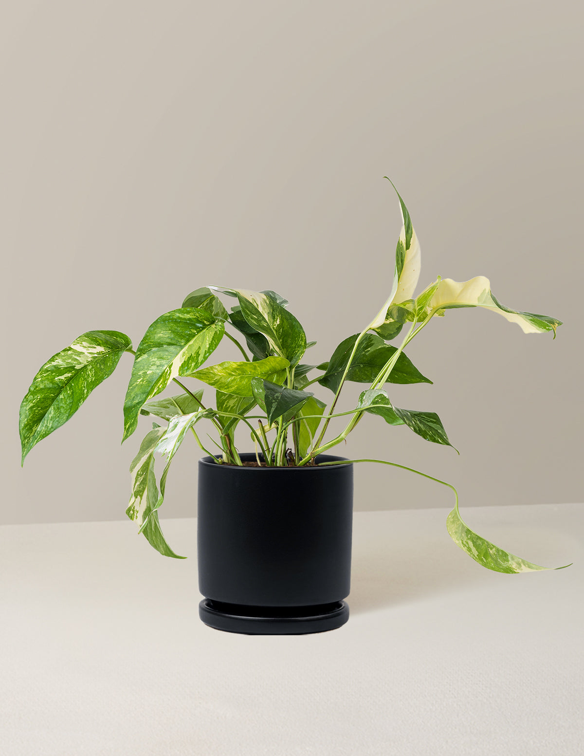 Pothos Albo