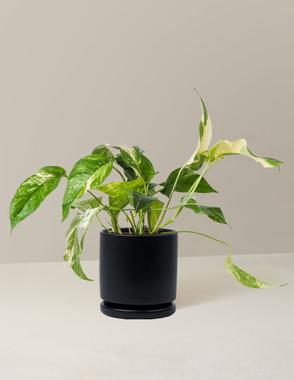 Pothos Albo