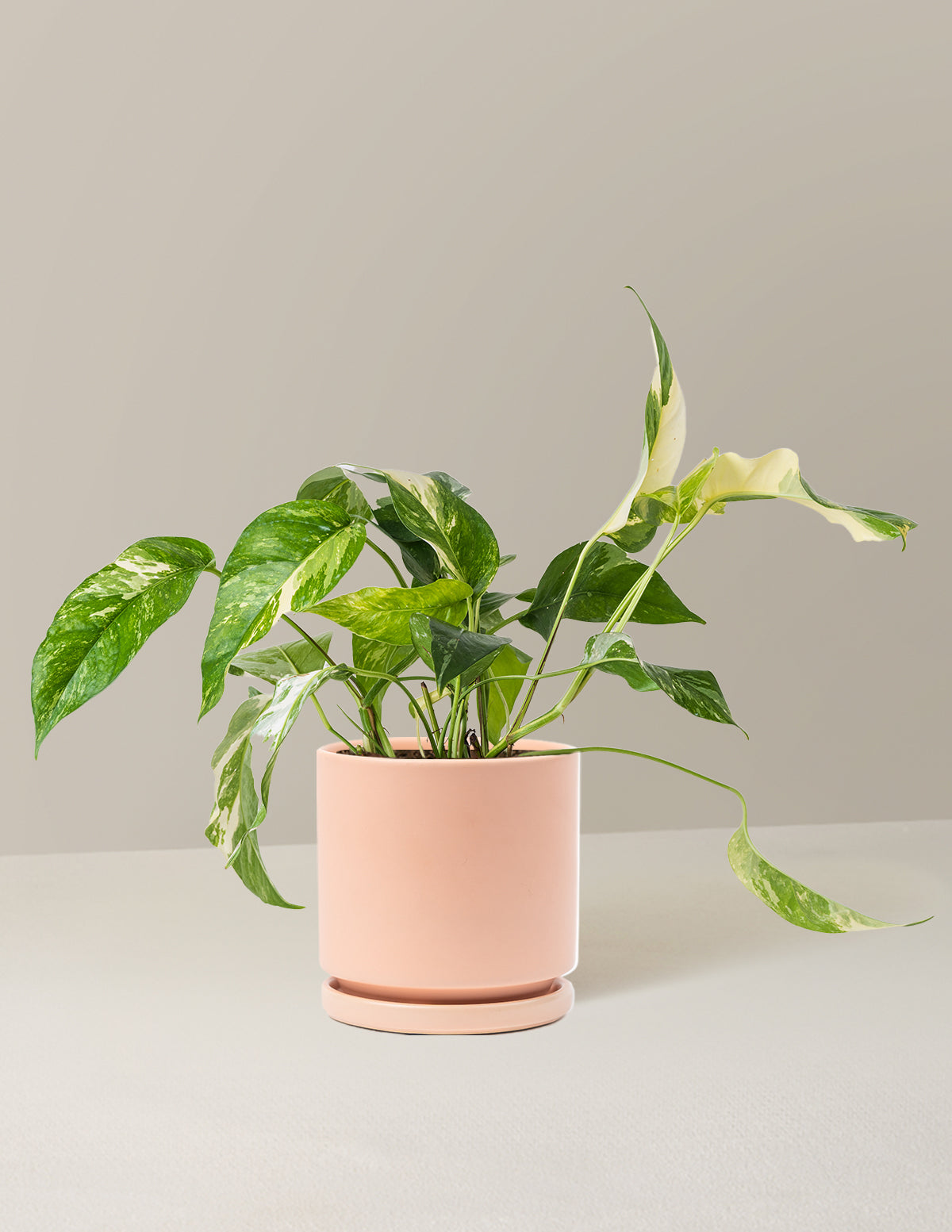 Pothos Albo