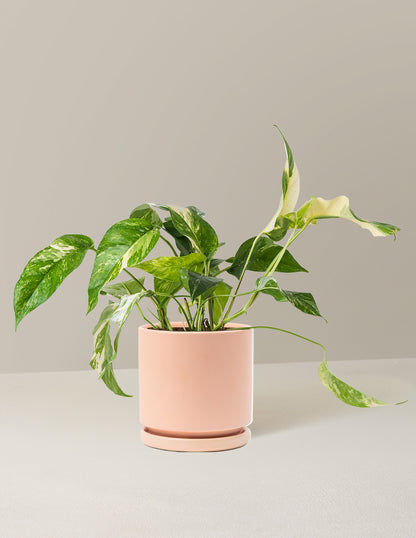 Pothos Albo