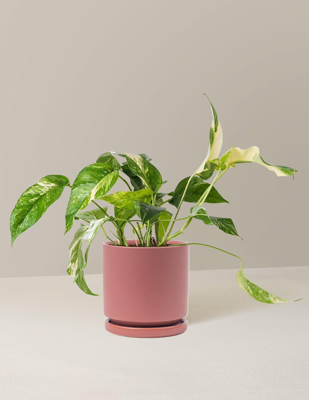 Pothos Albo