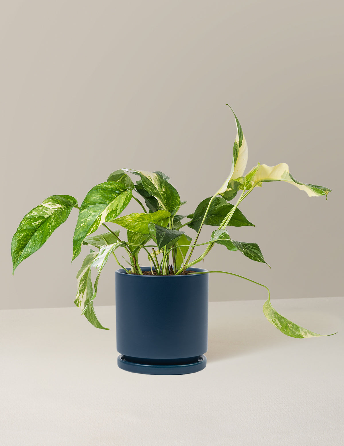 Pothos Albo