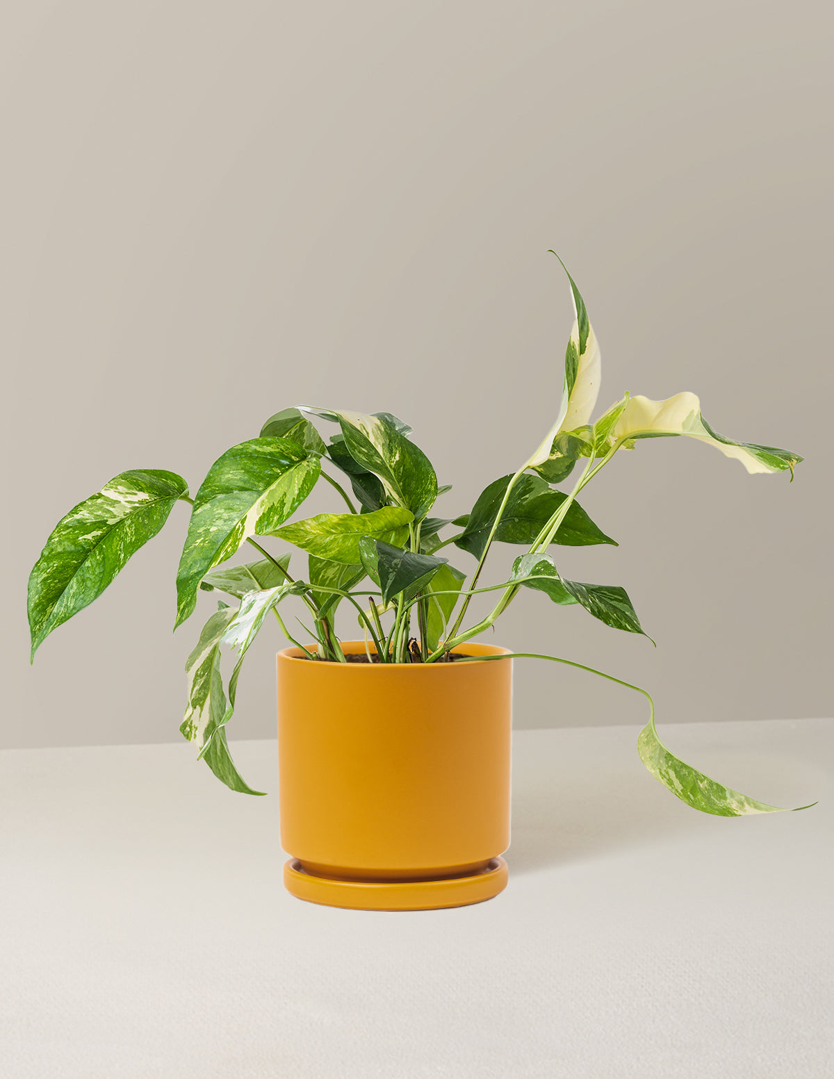 Pothos Albo