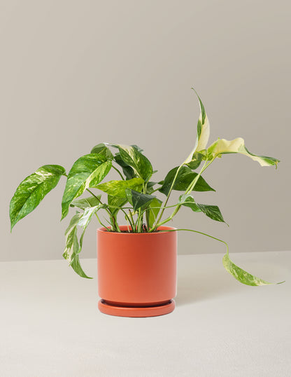 Pothos Albo