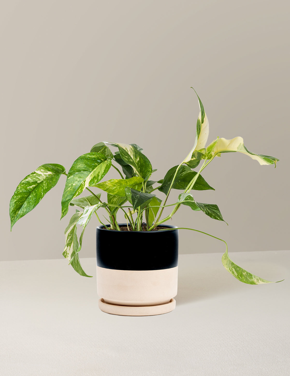 Pothos Albo