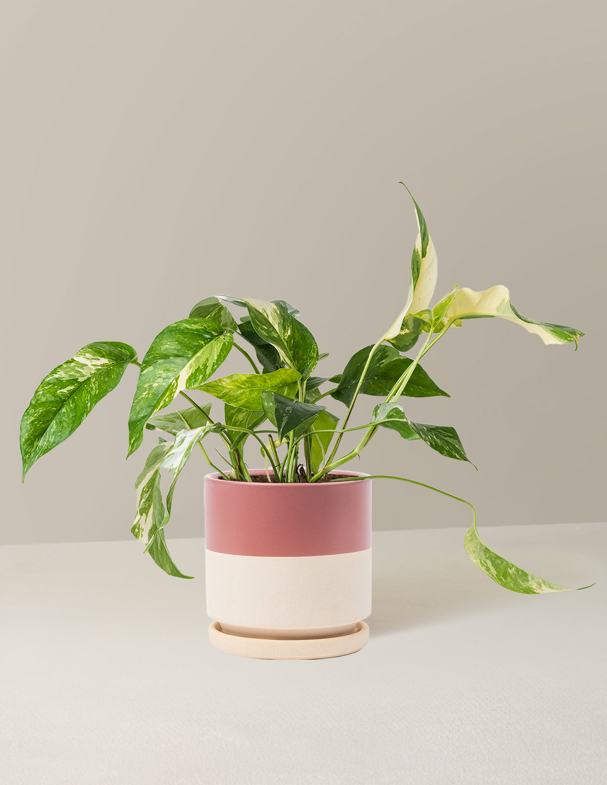 Pothos Albo