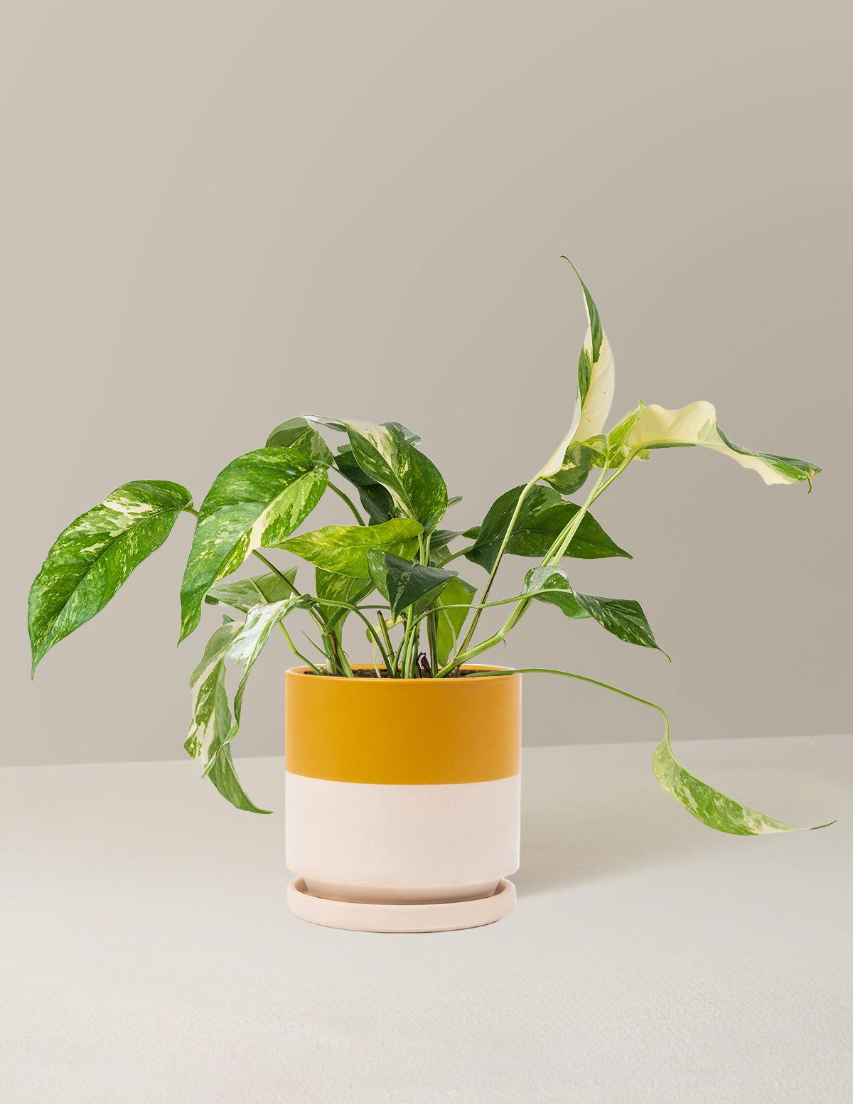 Pothos Albo