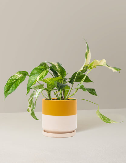 Pothos Albo
