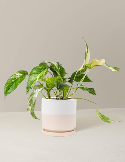Pothos Albo