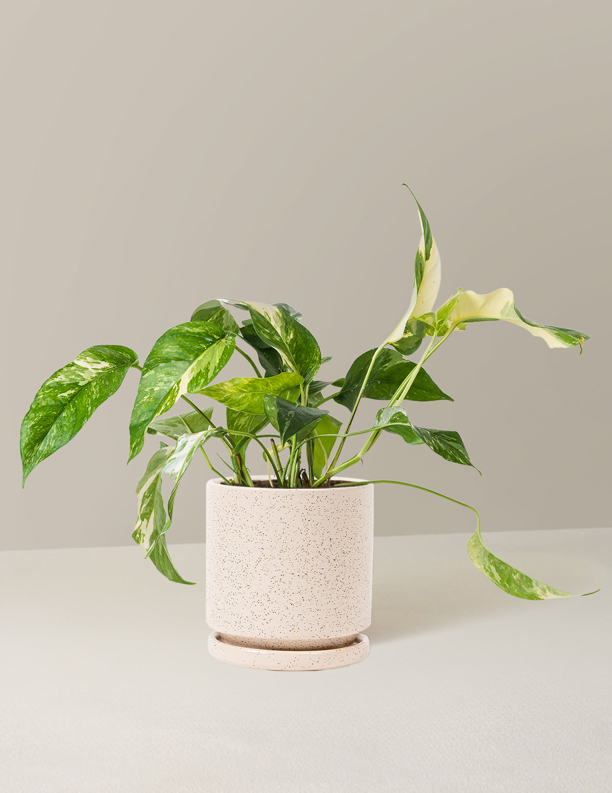 Pothos Albo