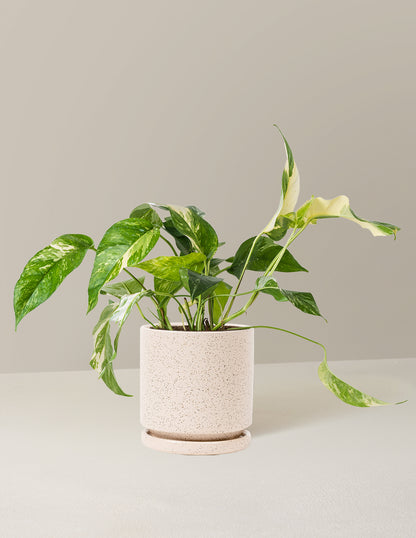 Pothos Albo