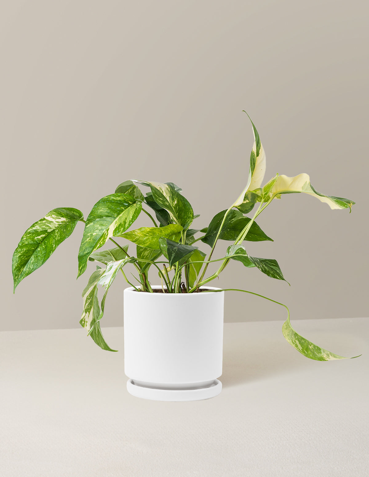 Pothos Albo