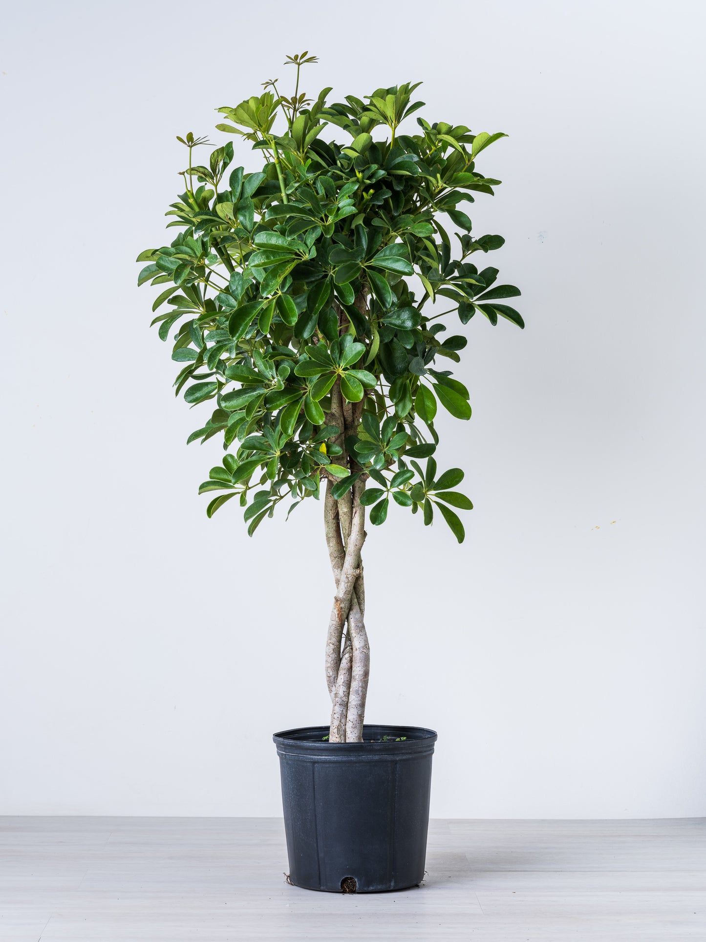 Schefflera Arboricola Braid