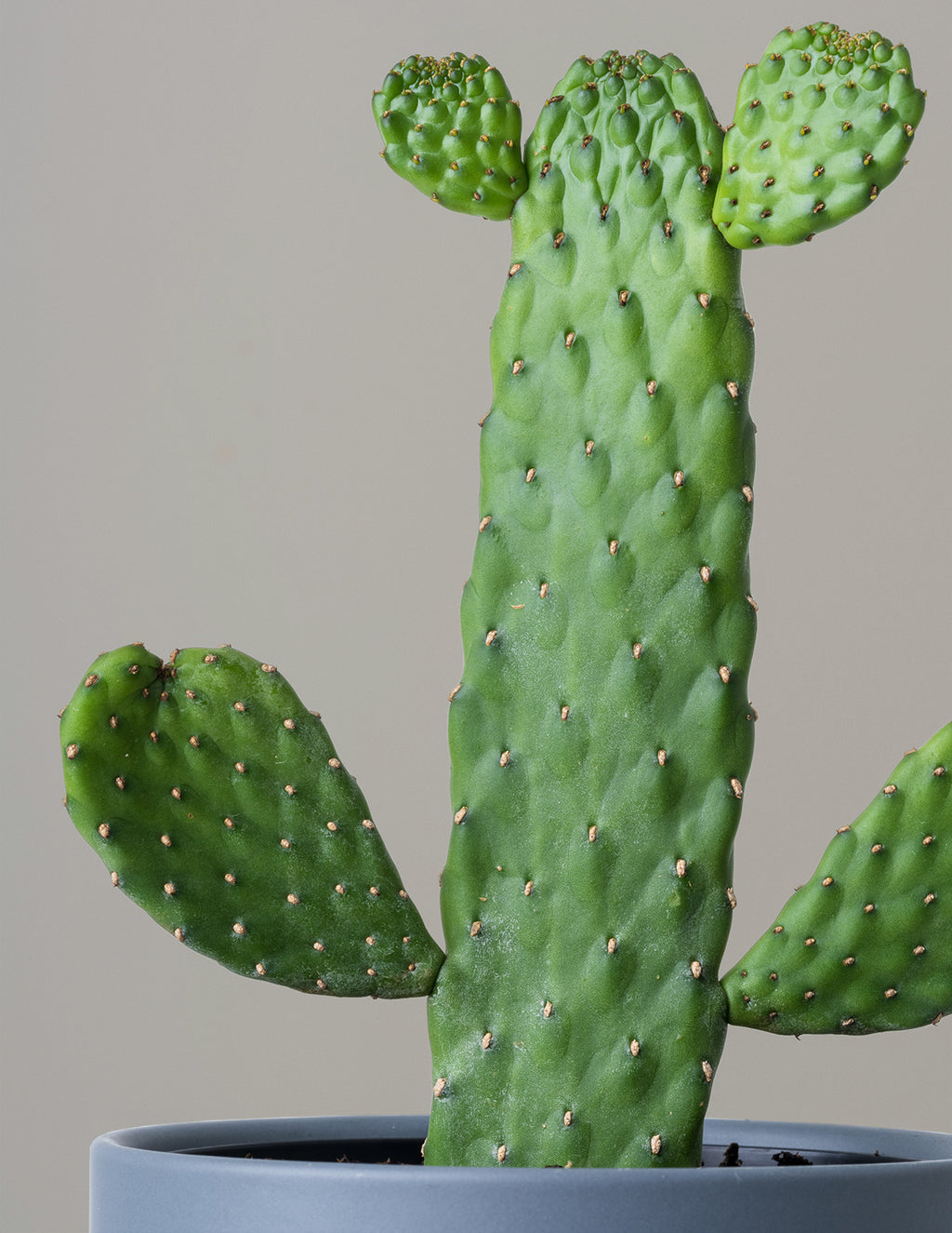 Prickly Pear Cactus Joseph's Coat