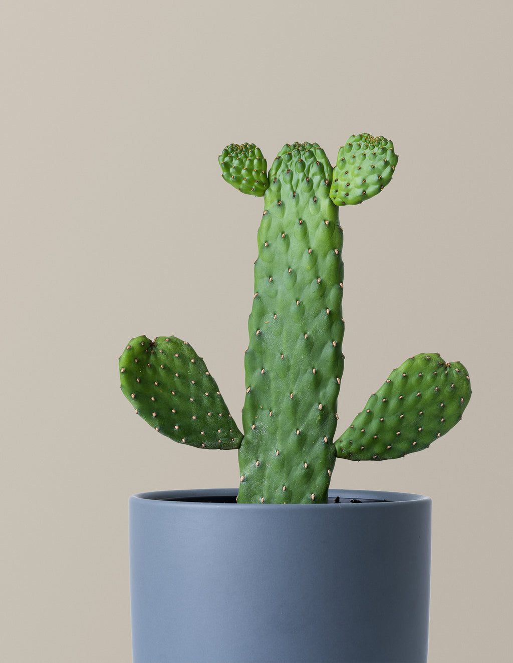 Prickly Pear Cactus Joseph's Coat